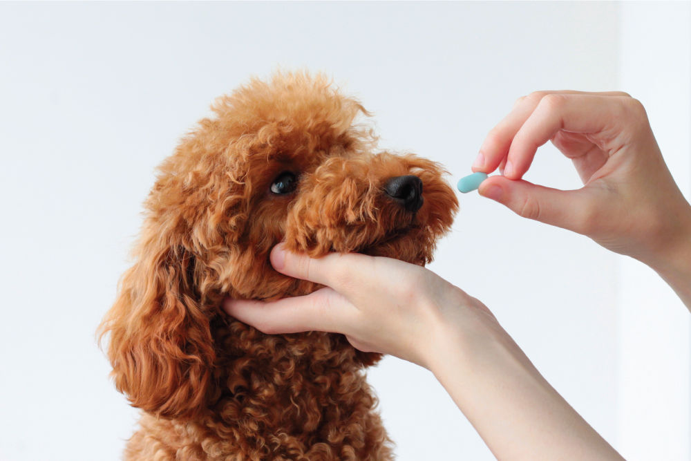 Fluffy dog taking medicine