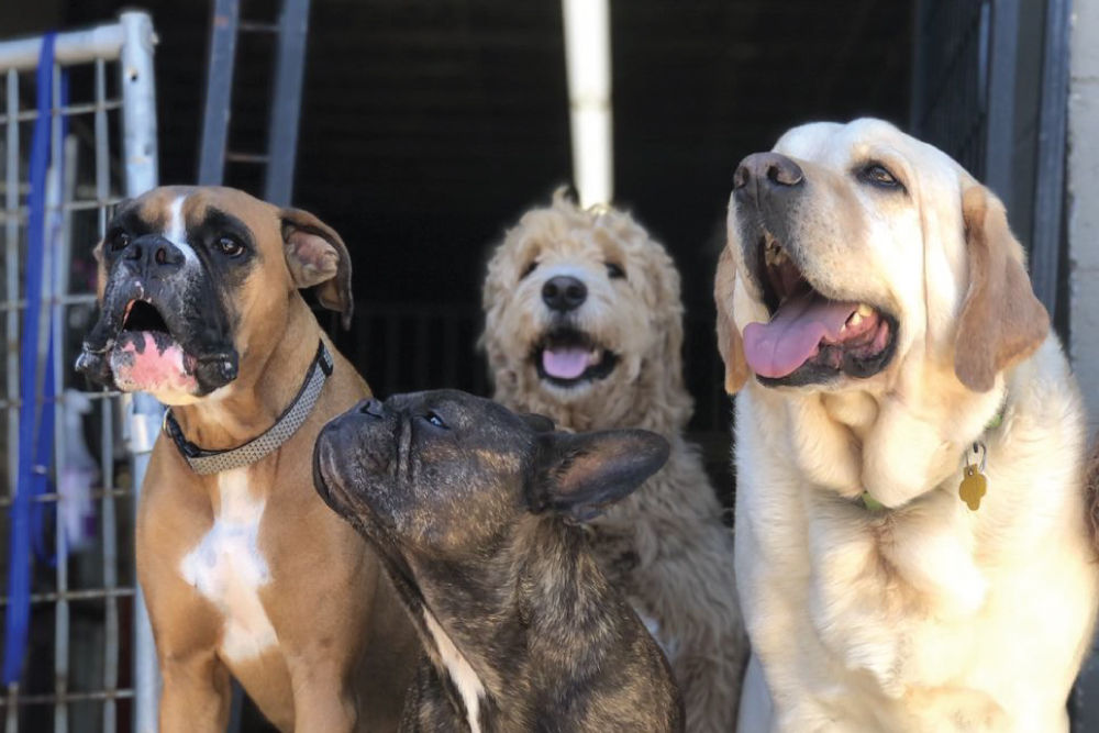 four dogs