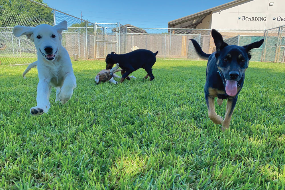 Four puppies running and playing in grass