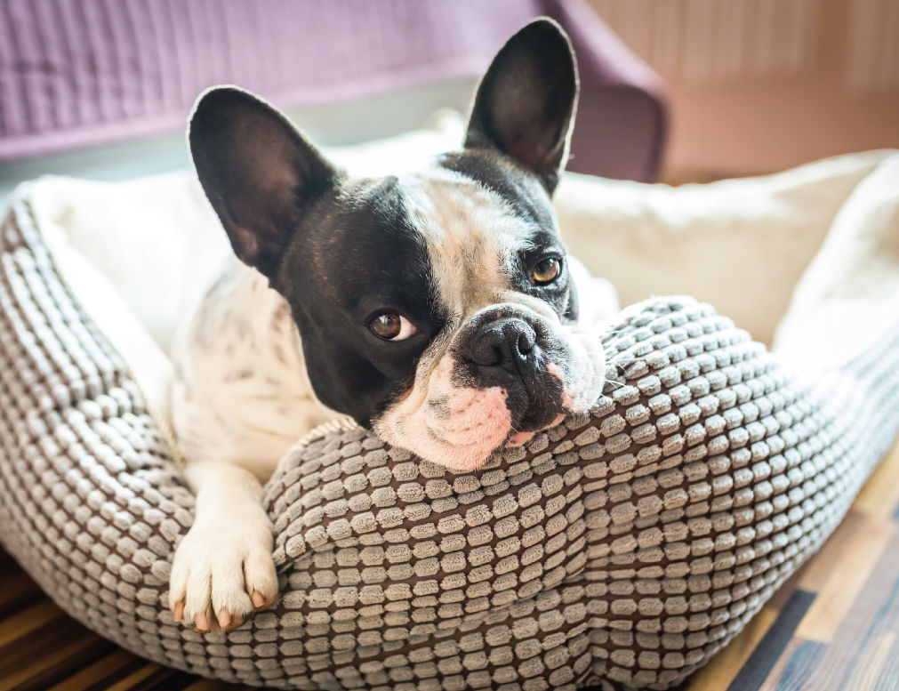 French bulldog laying in dog bed.