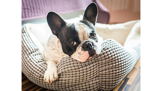 French bulldog laying in dog bed.