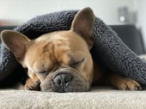 French Bulldog sleeping 4