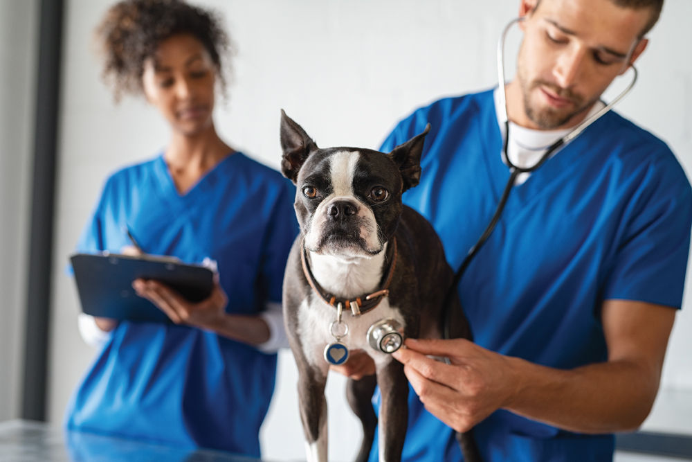 Black and white dog being examined by two veterinarians.
