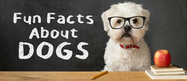 Fascinating facts best sale about dogs