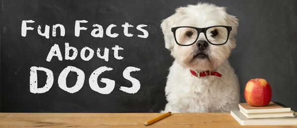 Get Schooled With Fun Facts about Dogs