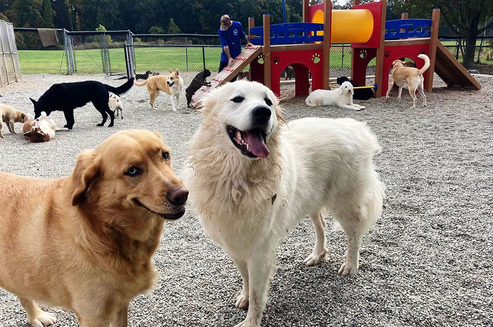 funny dogs playing outside at best friends bed and biscuit