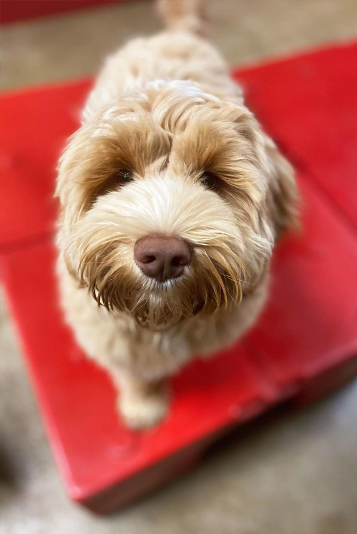 furry brown dog