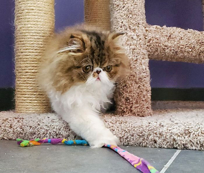 Furry cat playing with toy