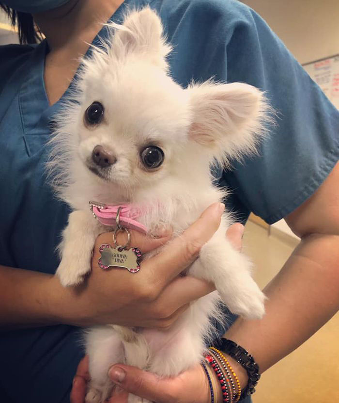 furry white chihuahua dog at ortega animal care center