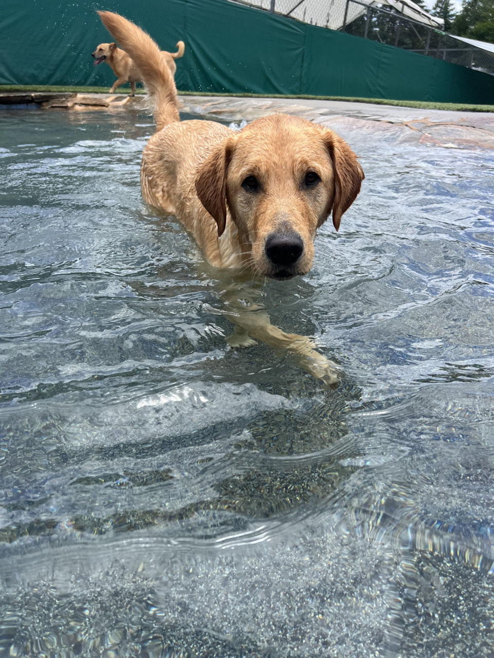 a yellow lab in the water