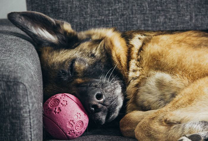 german shepherd dog sleeping