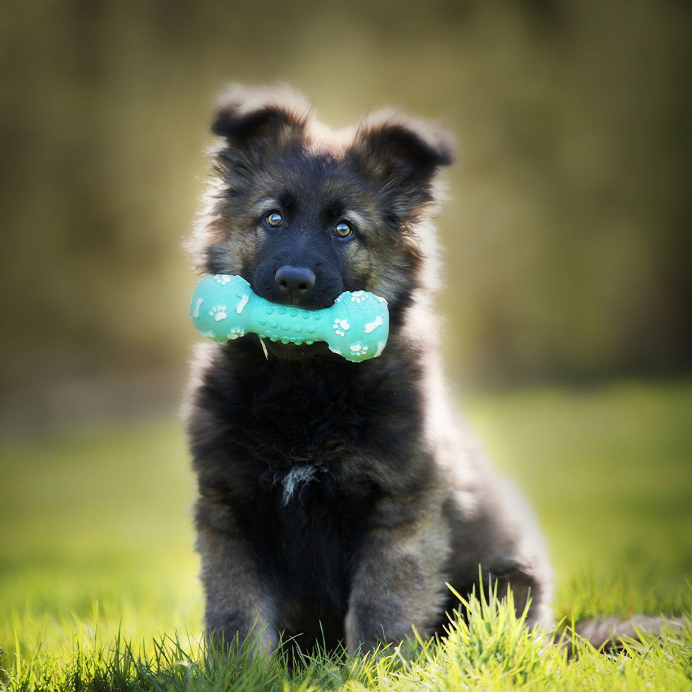 German shepherd puppy with chew toy