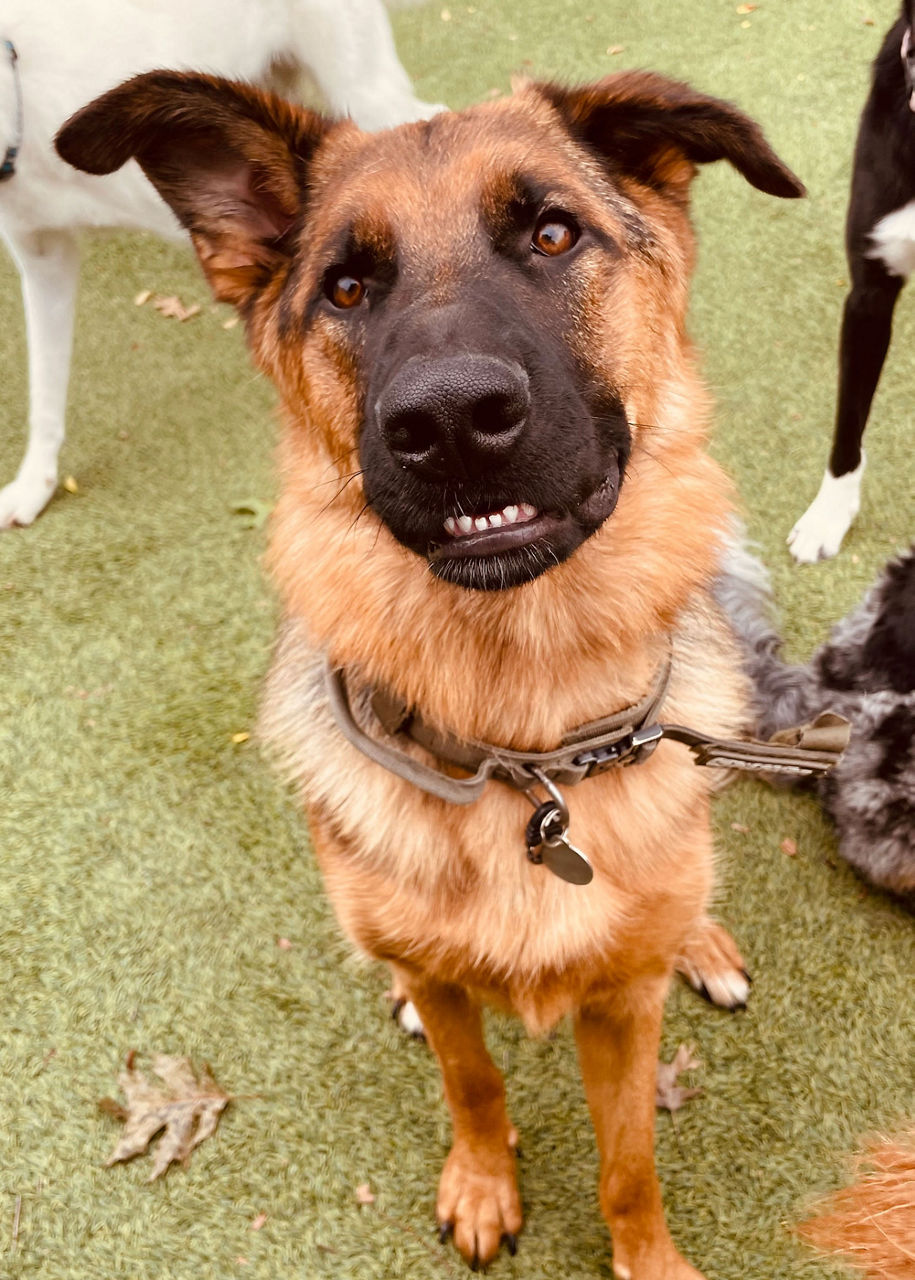 german-shepherd-sitting-outside-daycare