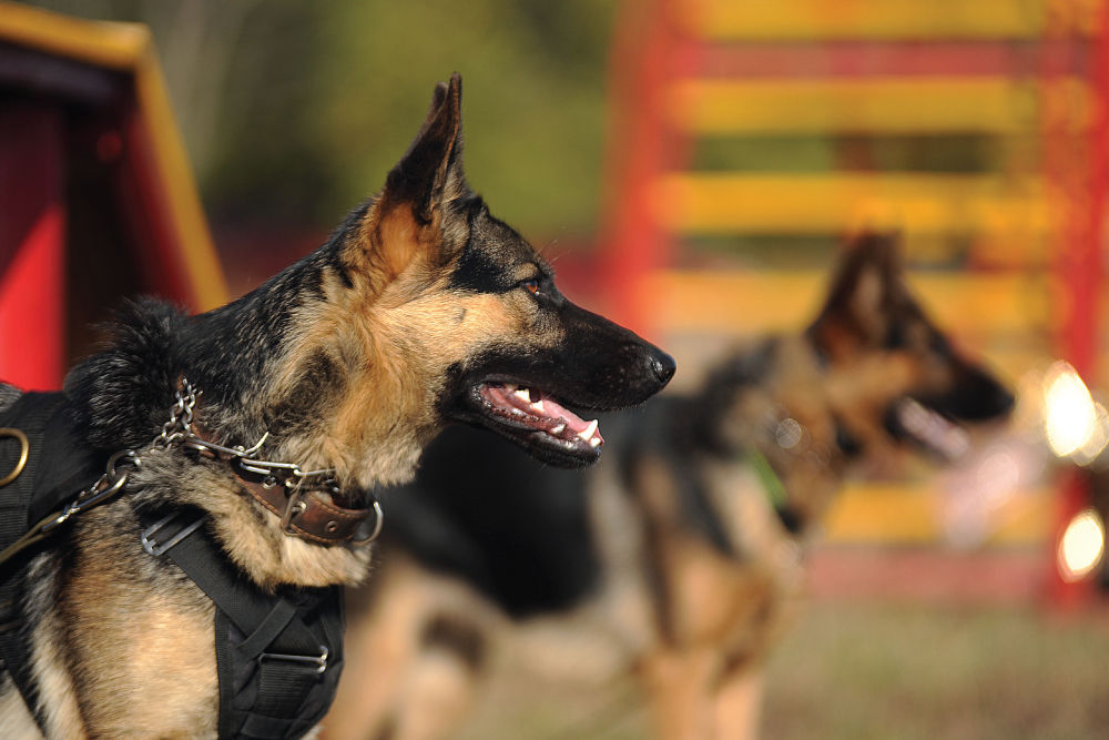 German shepherds training