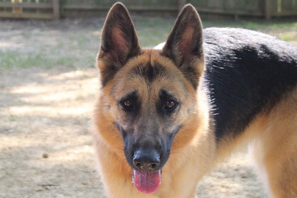 german shepherd daycare