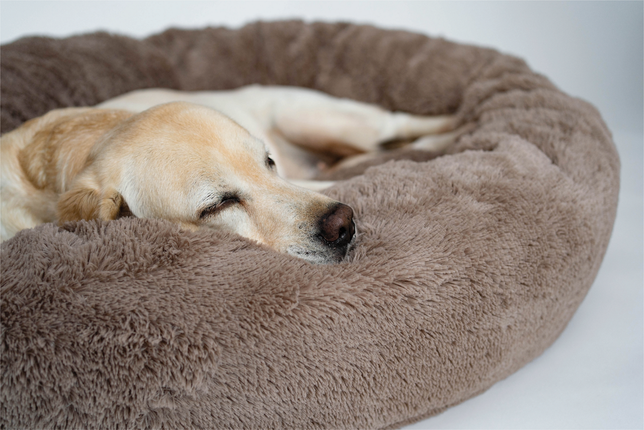 Golden Dog Laying