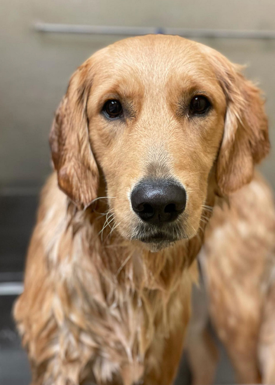 dog-bathing