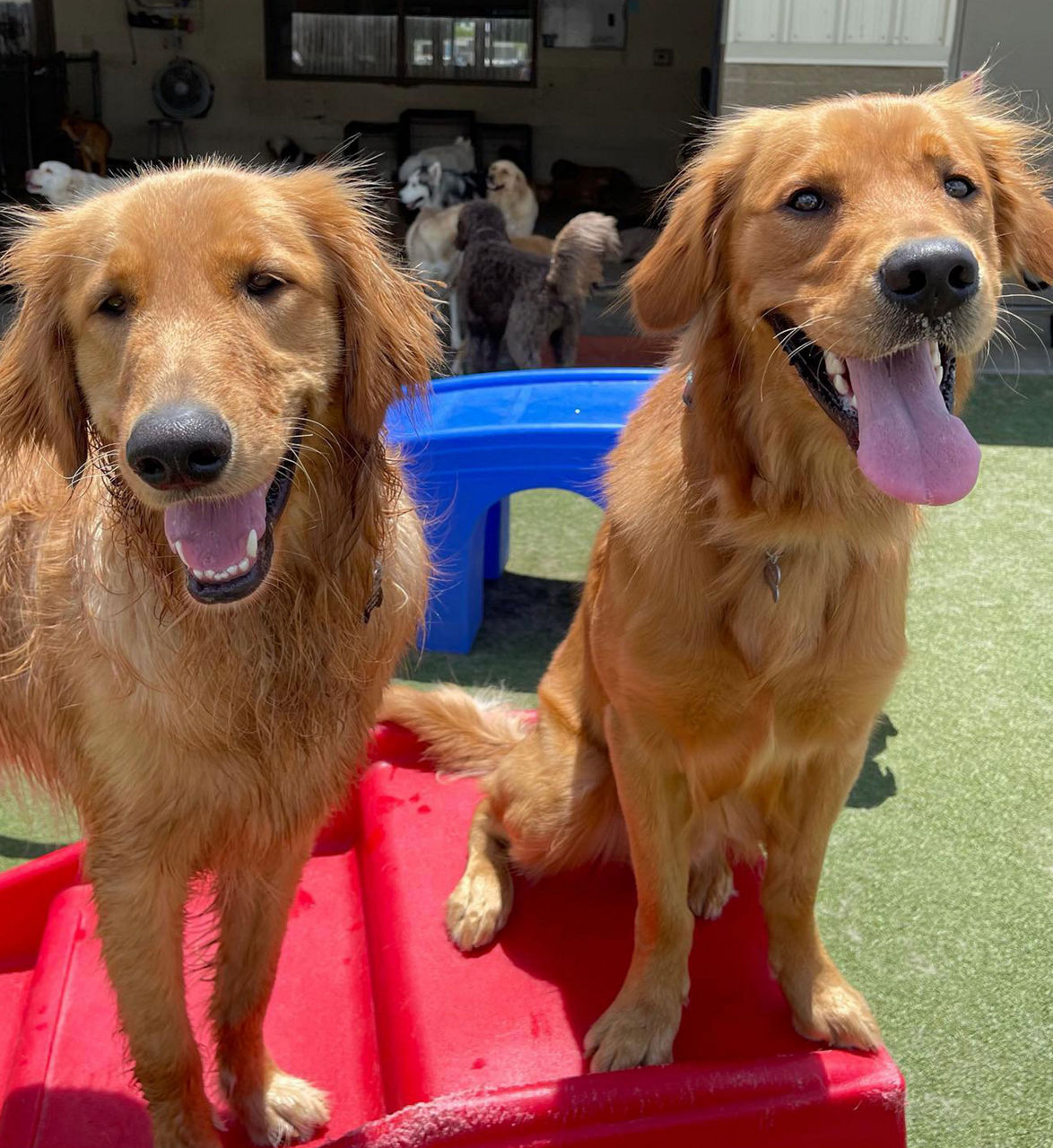 Happy dogs at daycare