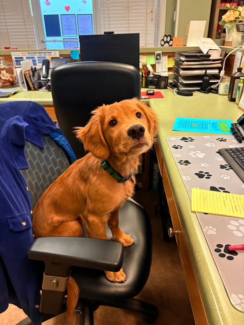 Golden Retriever puppy sitting on office chair.