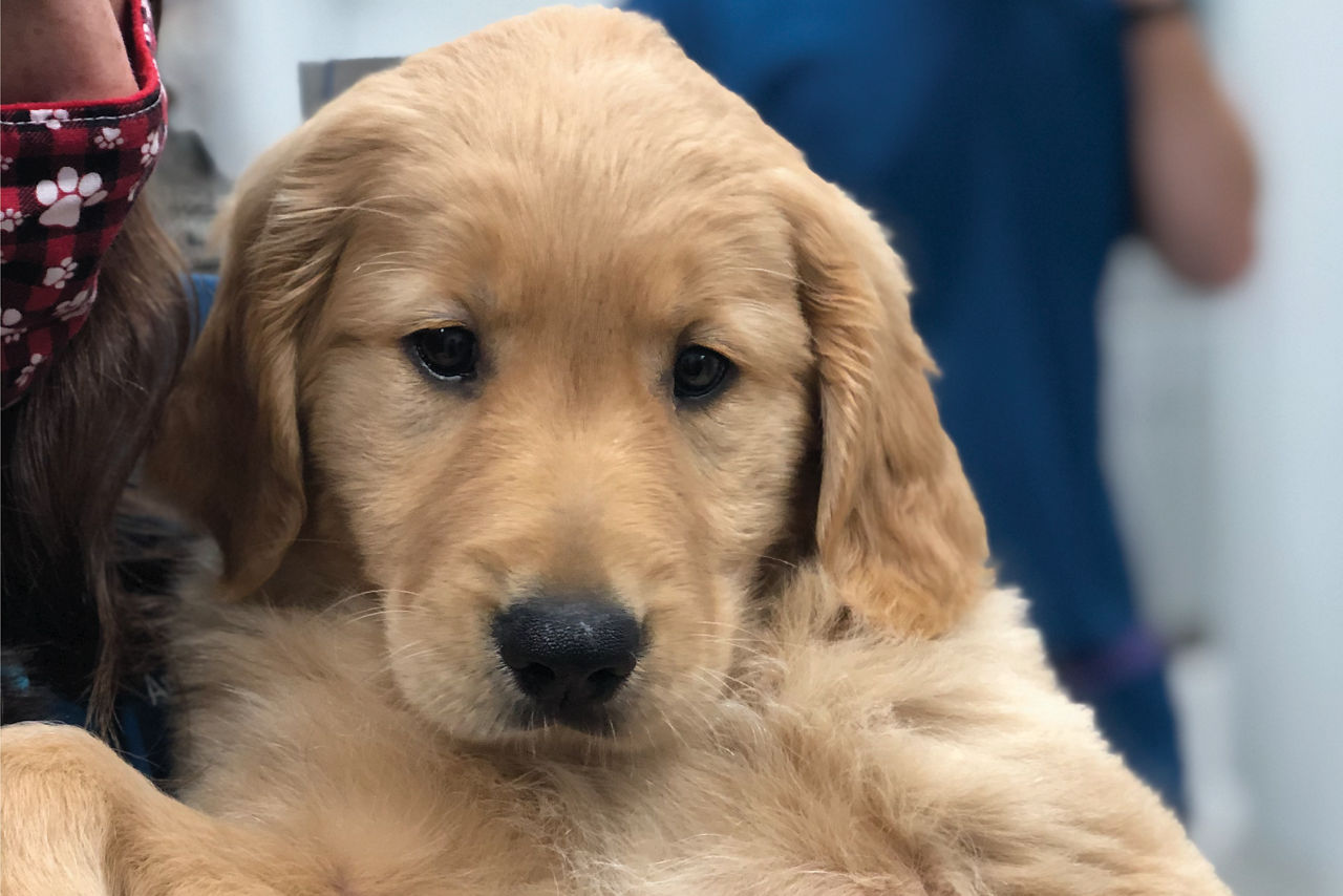 Golden Puppy Vet