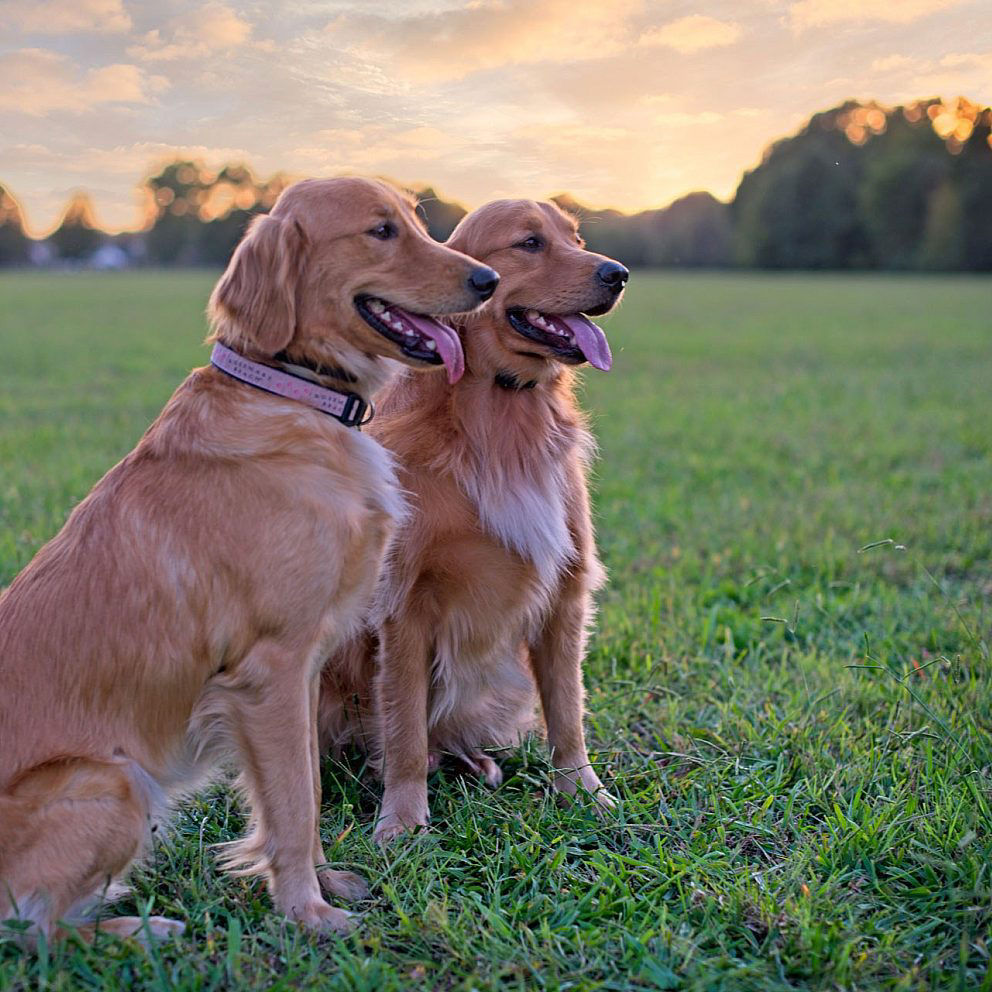 golden retreiver training taming the wild