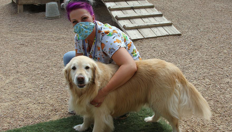 Golden retriever at home