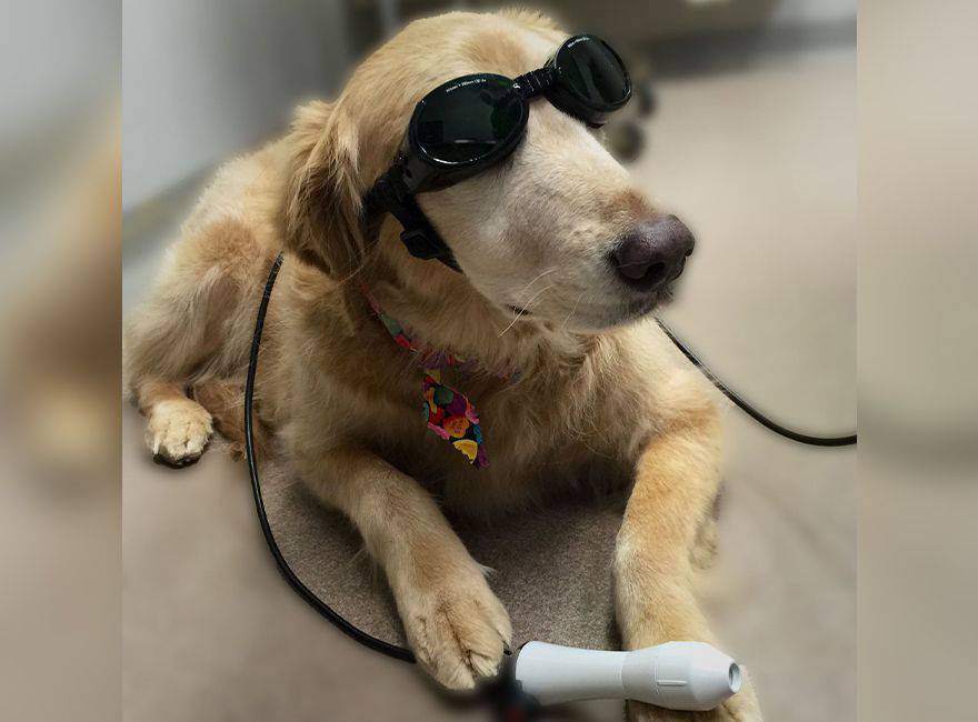 Golden retriever having laser therapy