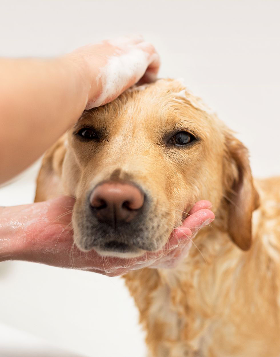 Dog Grooming Jonesboro Animal Hospital