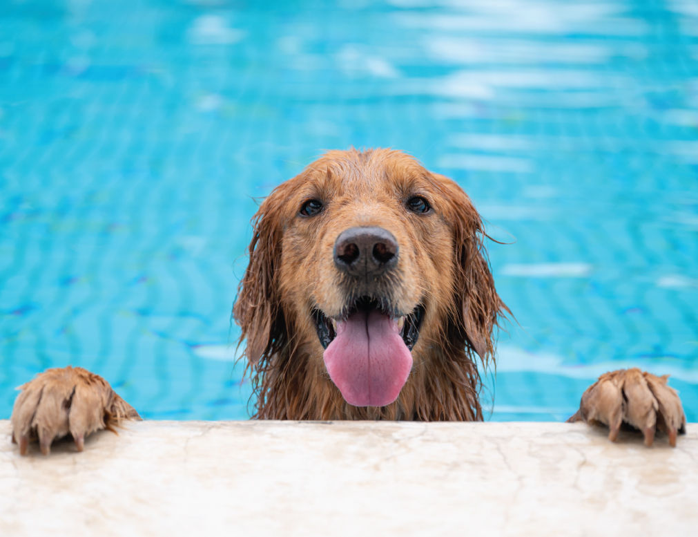 Dog in pool looking over the edge.