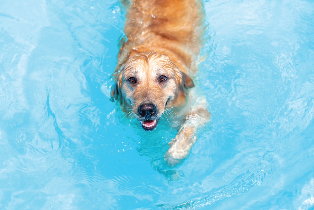 Golden retriever swimming