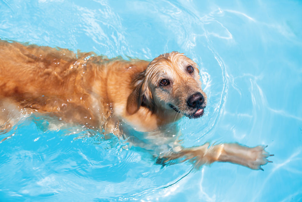dog swimming