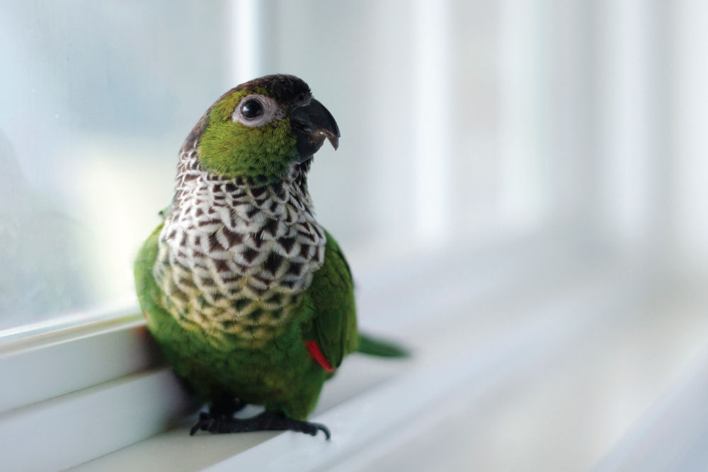 Green bird sitting by window