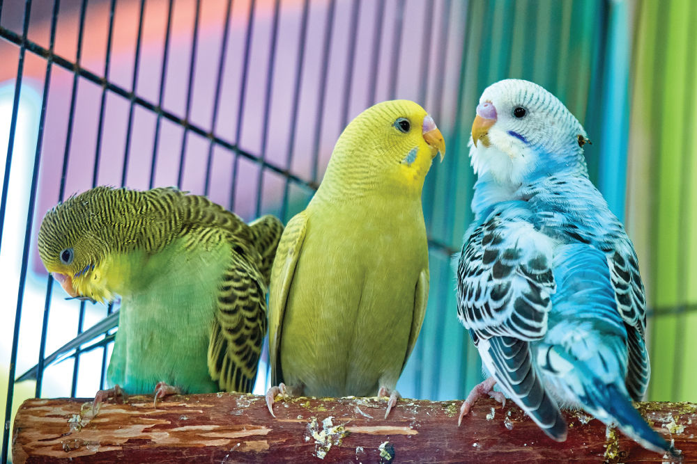 Three birds sitting on branch.