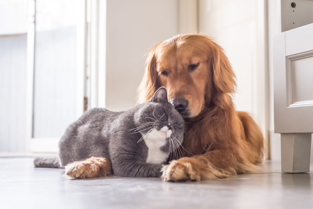grey cat brown dog cuddling