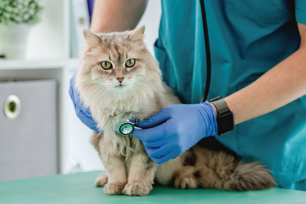 Grey cat being examined