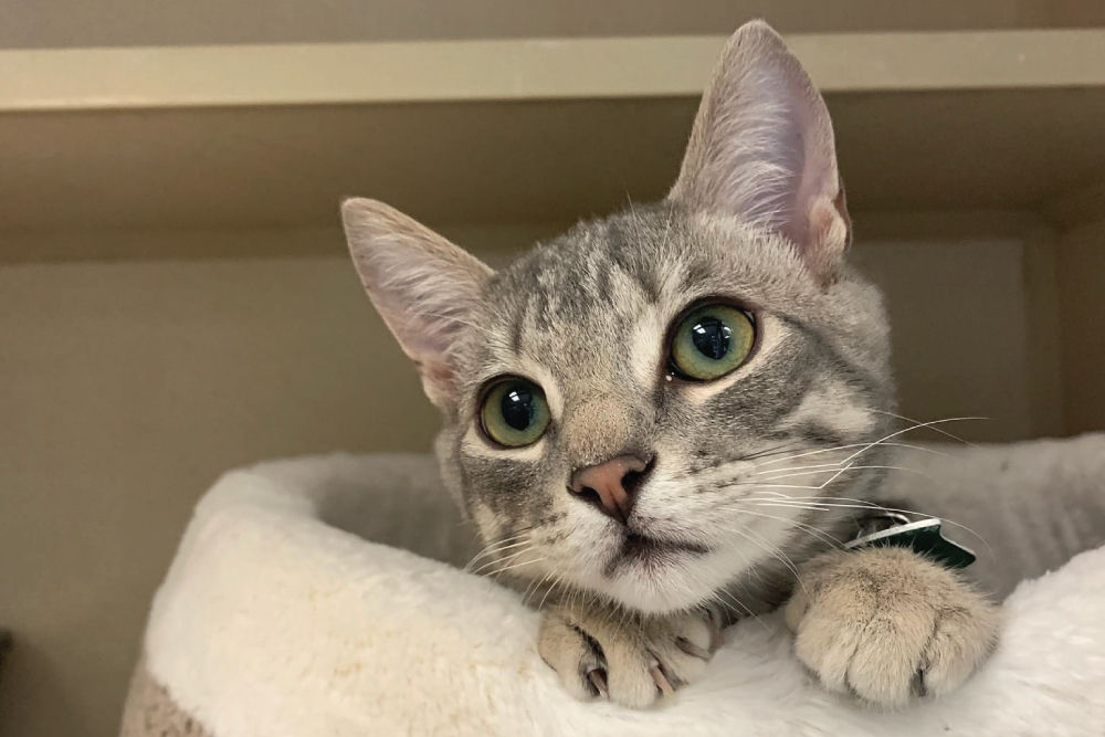 Grey cat laying in bed.