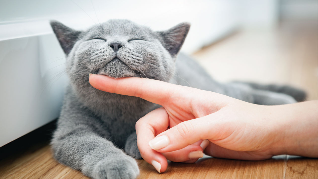 Grey cat being pet by human