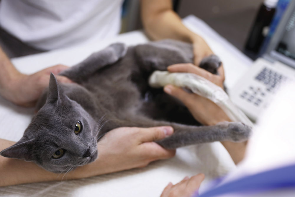 Grey cat receiving an ultrasound