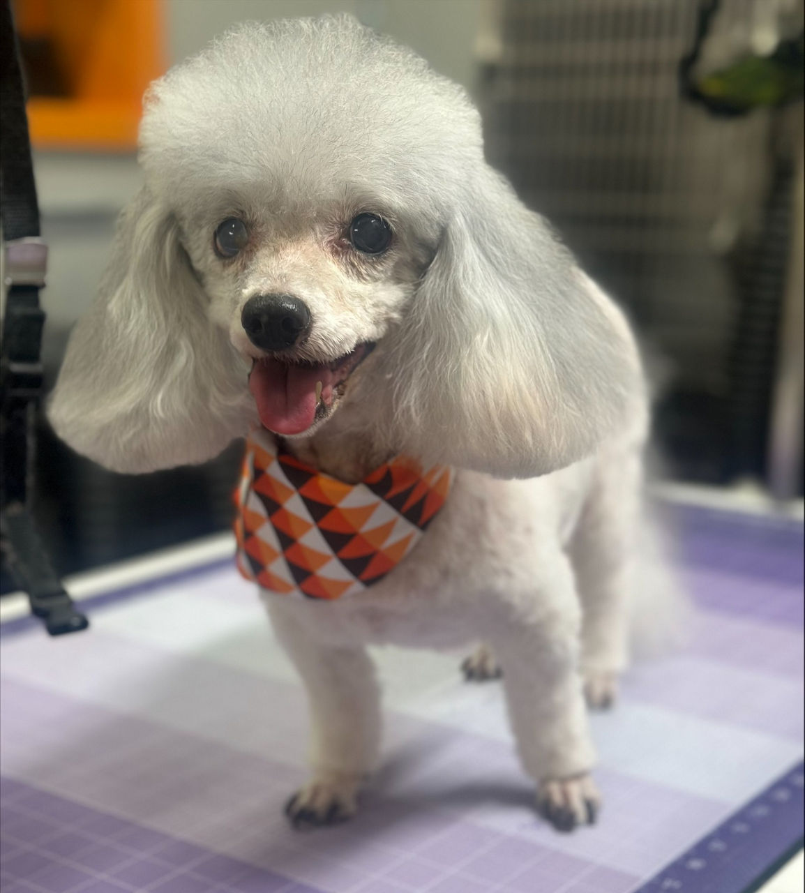dog is being groomed