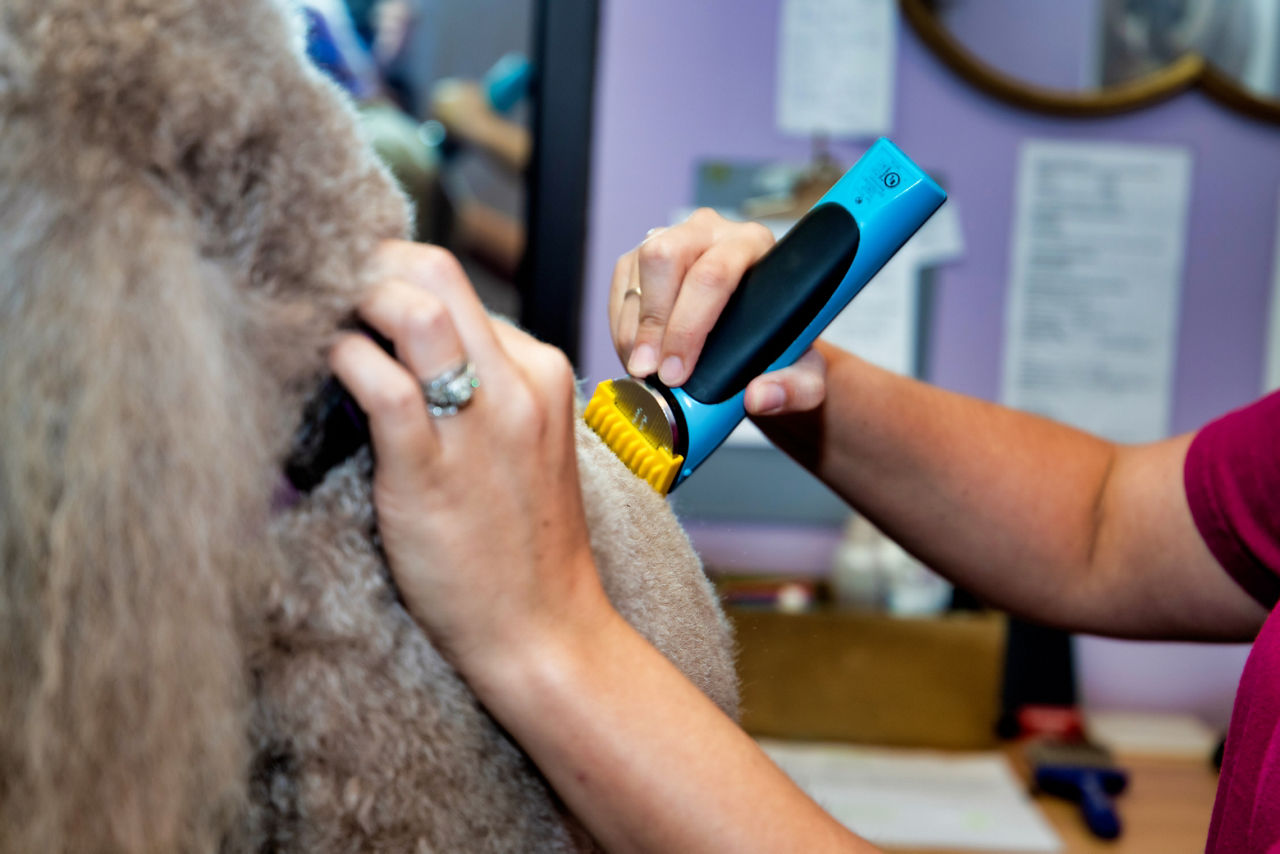 pet groomer cutting bulldog nails at club canine