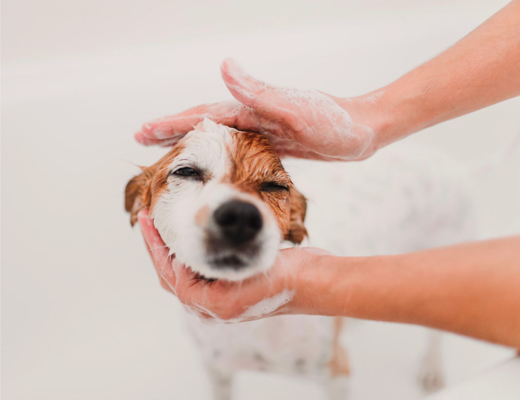 pet groomer bathing a dog