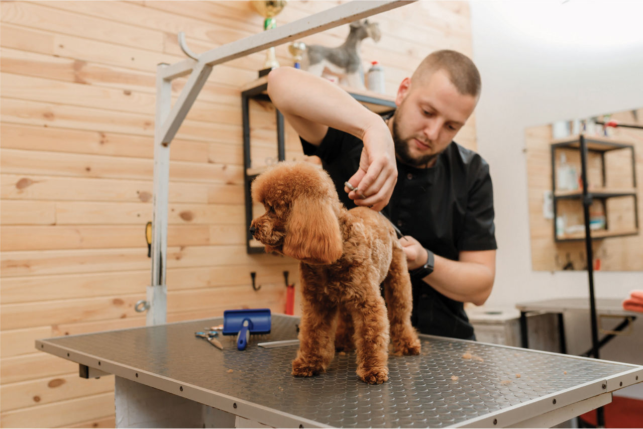 Groomer Shaving Brown Dog