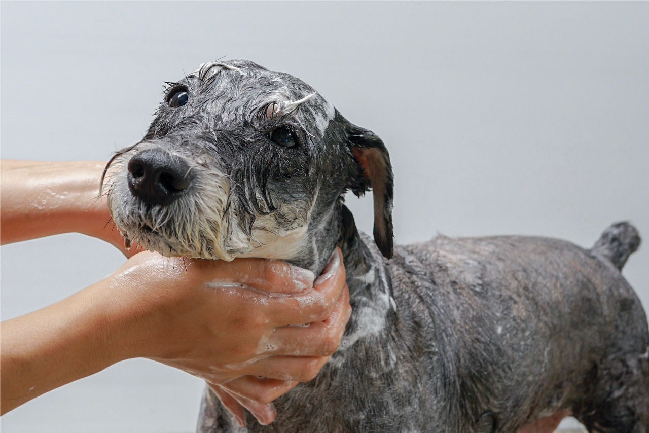 groomer-bathing-dog