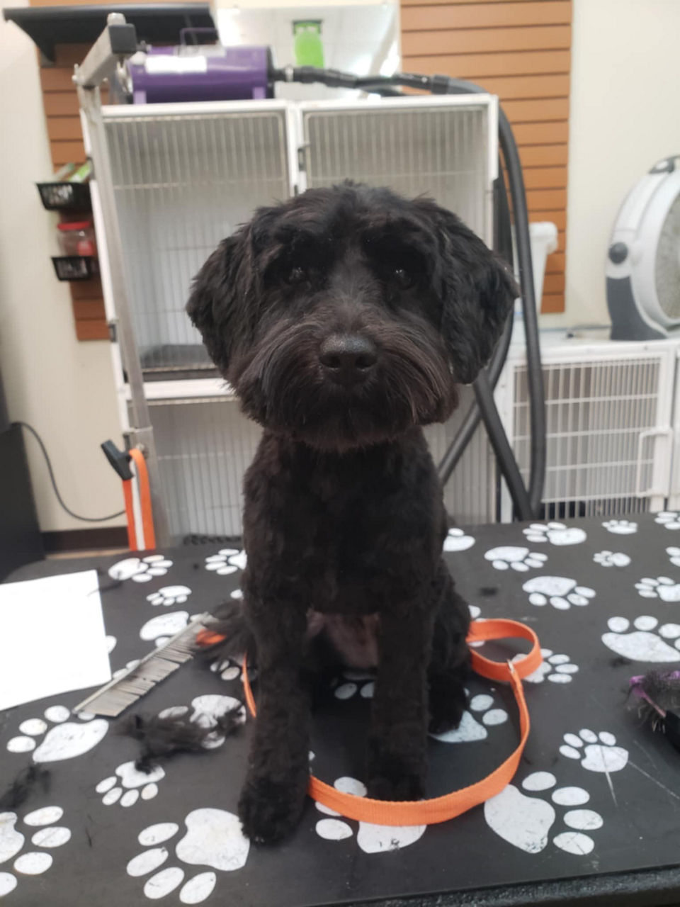 Dog getting their nails trimmed.