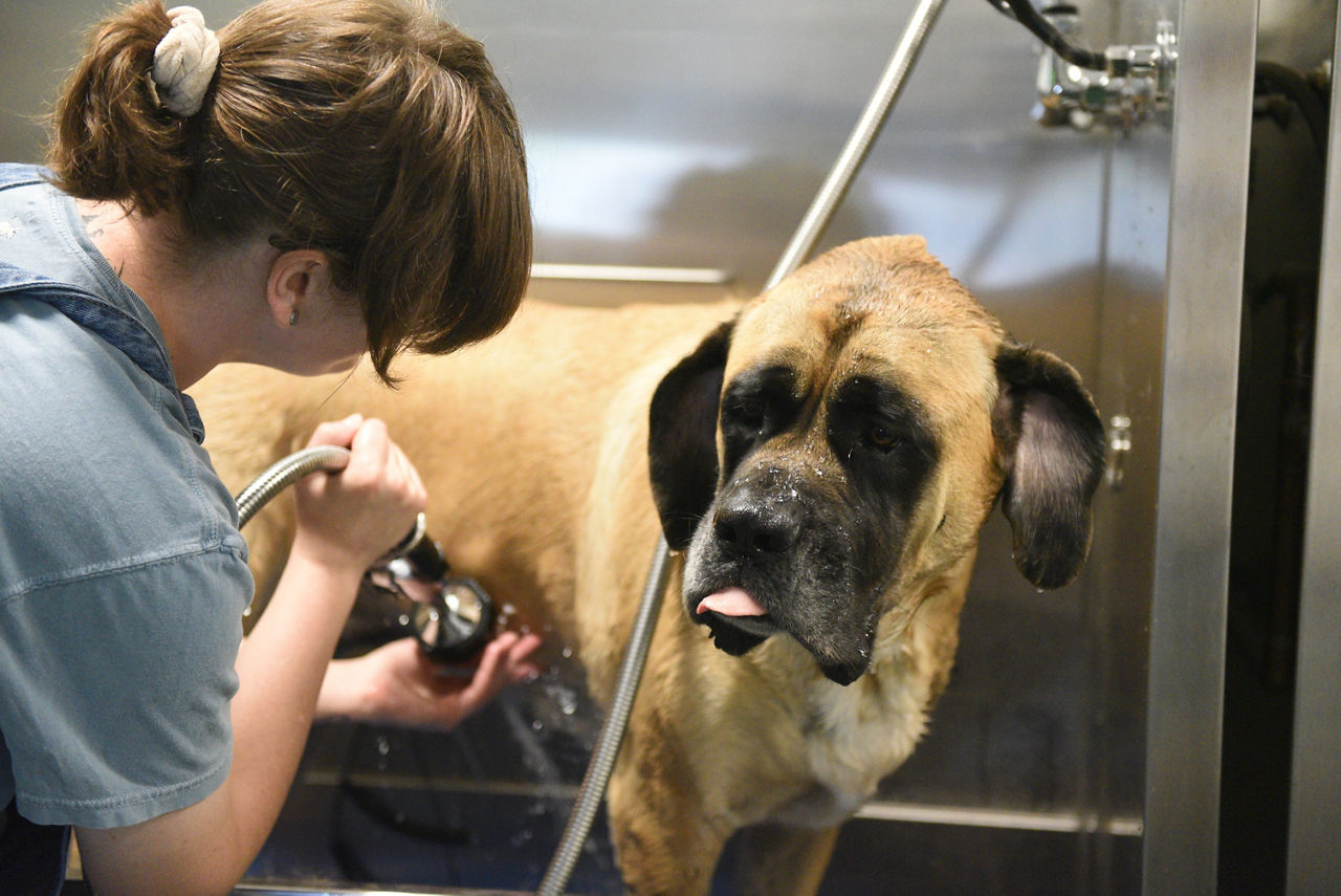 Corgi happily being bathed.