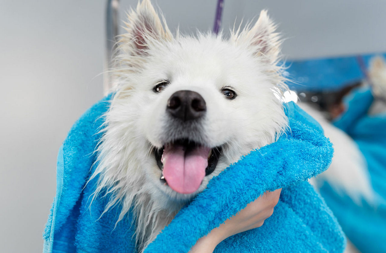 Dog is being cleaned by staff