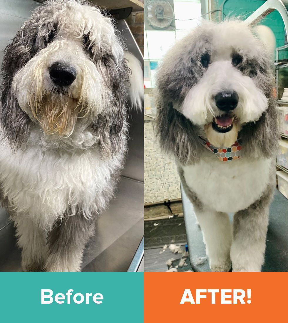 After and Before Grooming