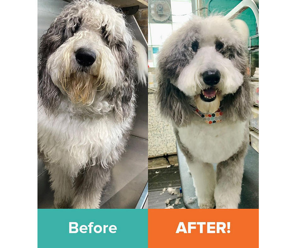After and Before Grooming