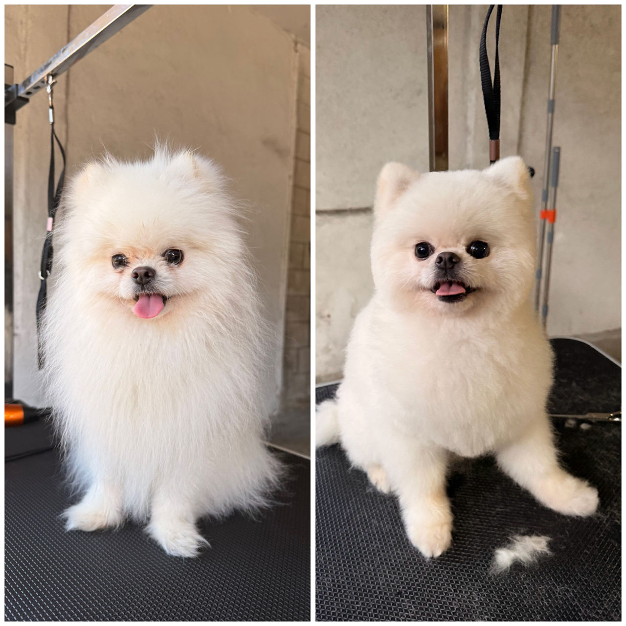 White dog before and after a grooming.
