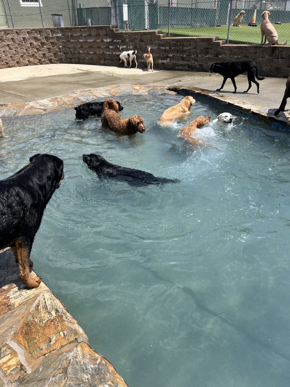 a grey dog smiling in a pool